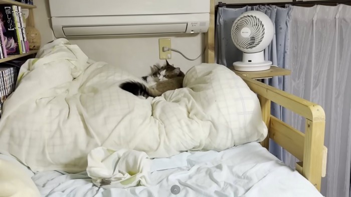 猫団子（引き）