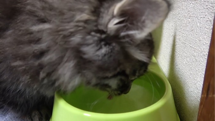 水を飲む猫