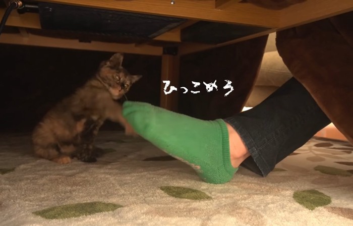 ひっこめろの文字と子猫