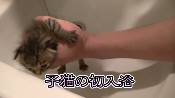 抱っこされる子猫