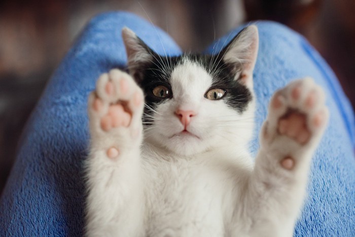 タオルの上に寝転んでバンザイする猫