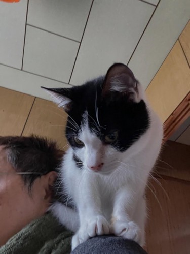 人の肩に乗る猫