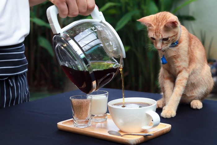 コーヒーを見つめる猫