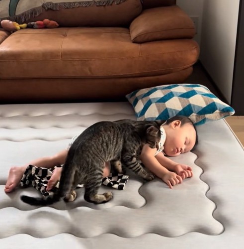 近寄る子猫