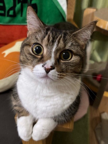手をそろえて目をキラキラさせているマンチカン