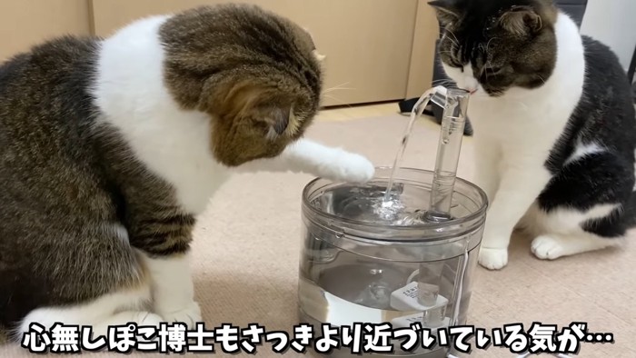 水を触ろうとする猫