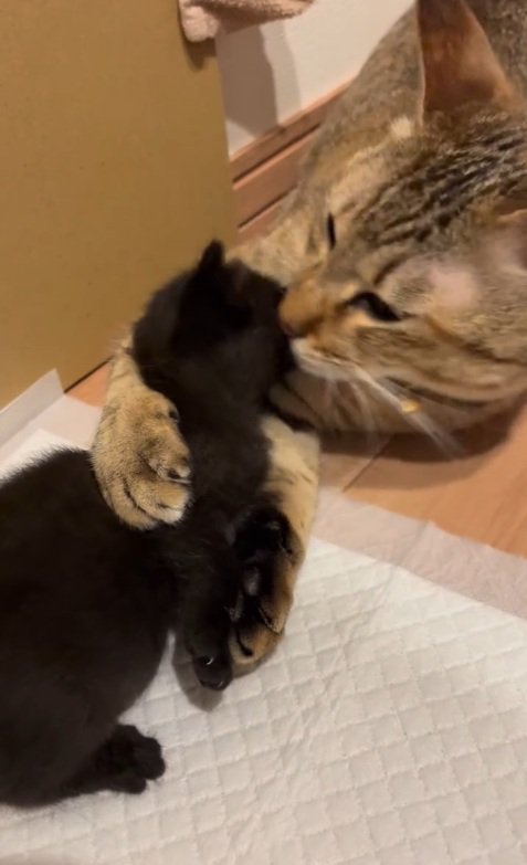 ぺろぺろ