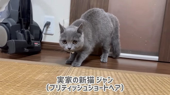 グレーの子猫