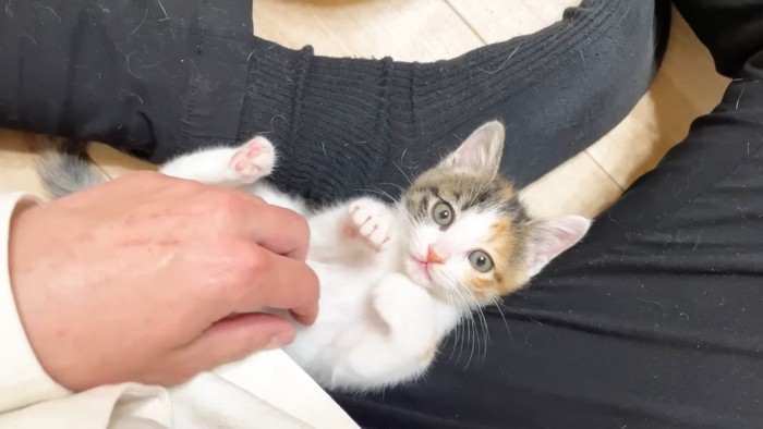 こちらを見る三毛ちゃん