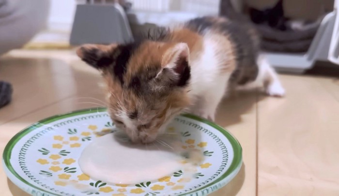 おいしくご飯を食べる三毛ちゃん