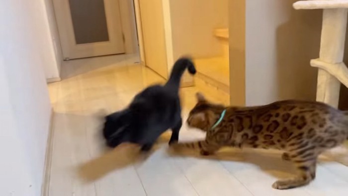 走る黒猫とベンガル