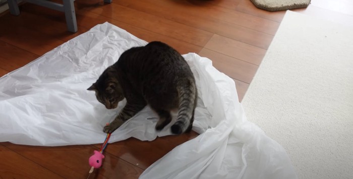 おもちゃで遊ぶキジトラ猫