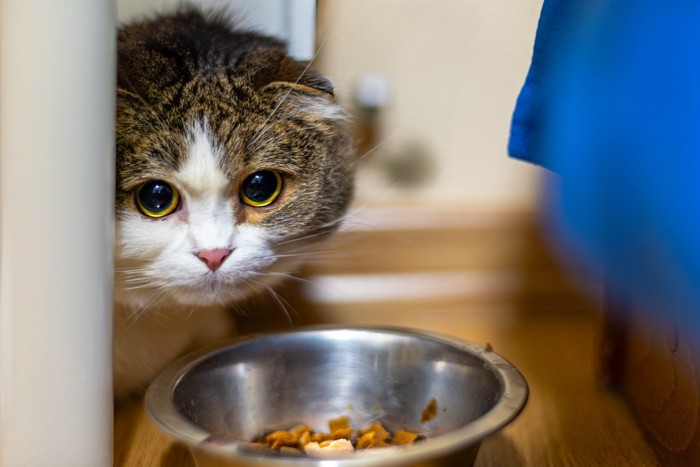 怯える猫とご飯