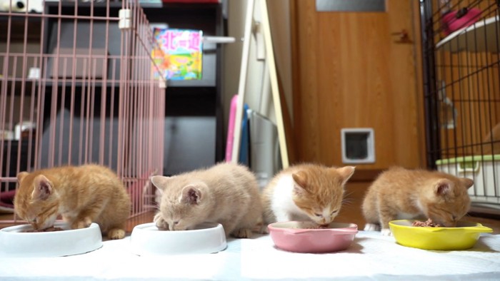 並んでごはんを食べる子猫たち