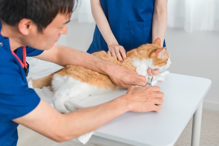 病院で爪きりされる猫