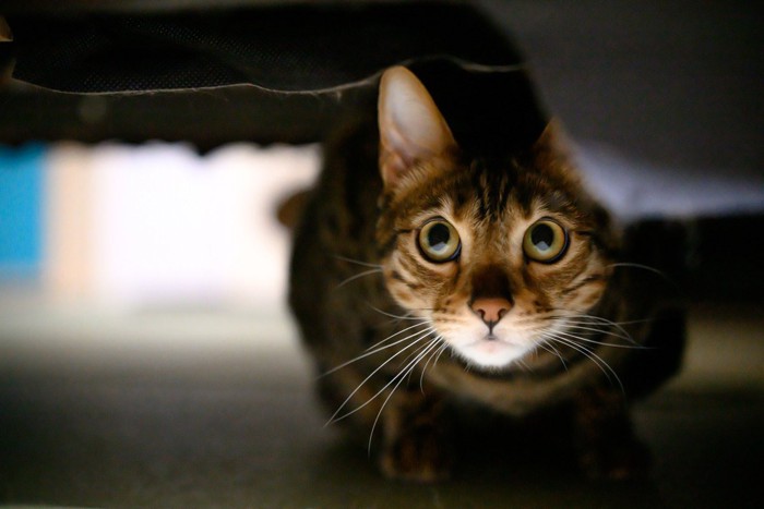 ベッドの下で様子をうかがう猫