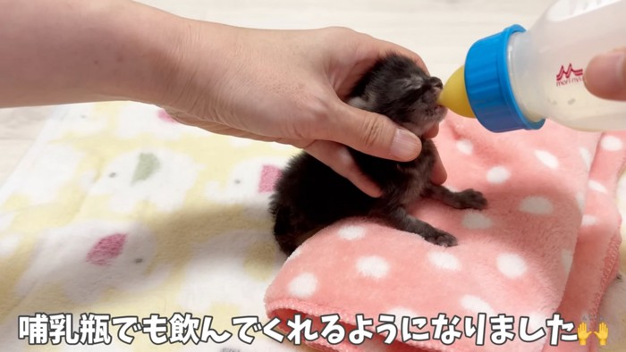 ミルクを飲む子猫