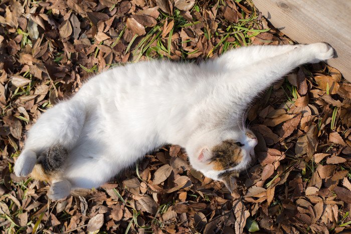 仰向けになって伸びる野良猫