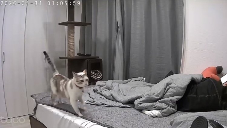 飼い主がくつろぐベッドの上を駆ける猫