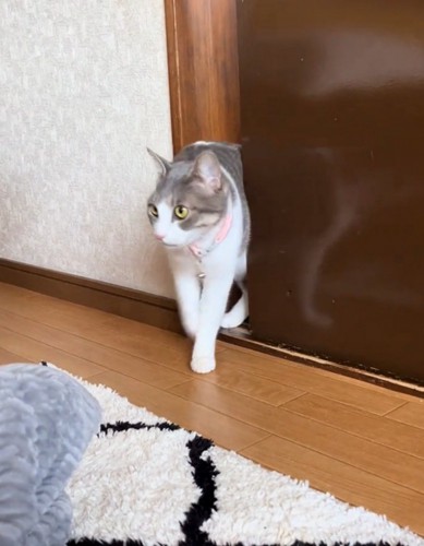 目をそらす猫