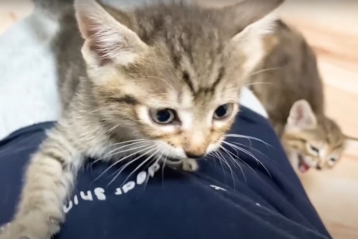 よじのぼる子猫