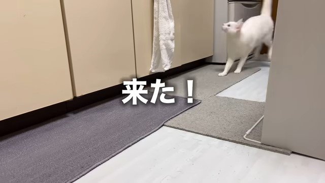 歩いてくる猫