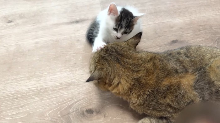 顔を触る坊っちゃん