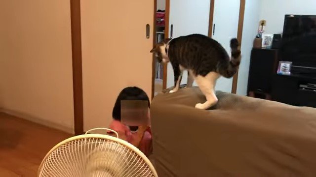 ソファの上の猫と床に座る女の子