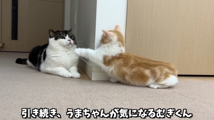 前足を伸ばす子猫