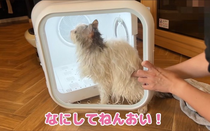 逃げようとする猫