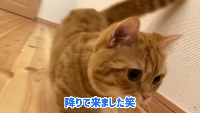 歩く猫