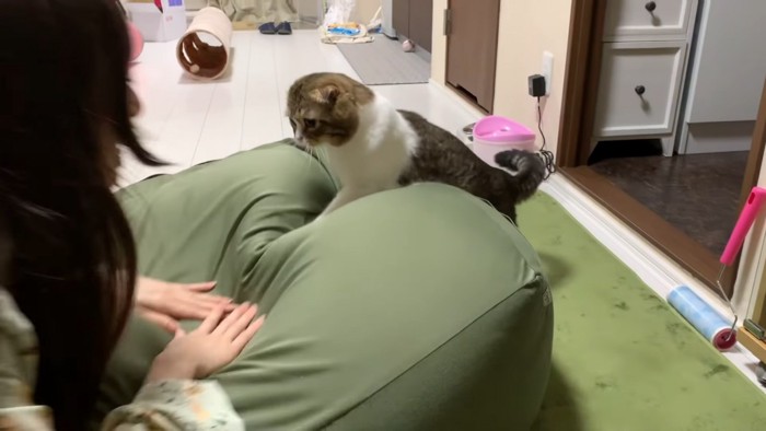 クッションに前足を置く猫