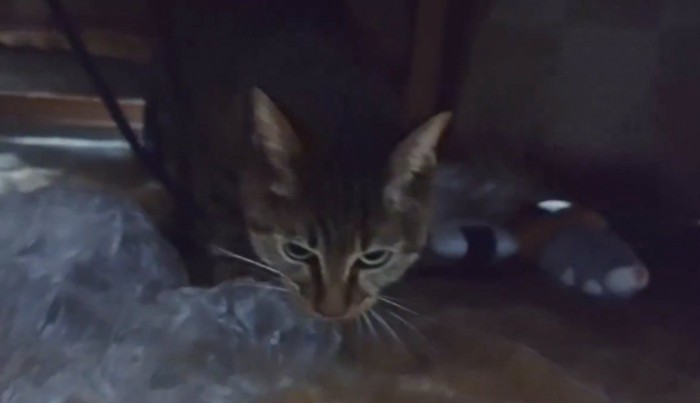 「ダイジ」と一緒のランちゃん