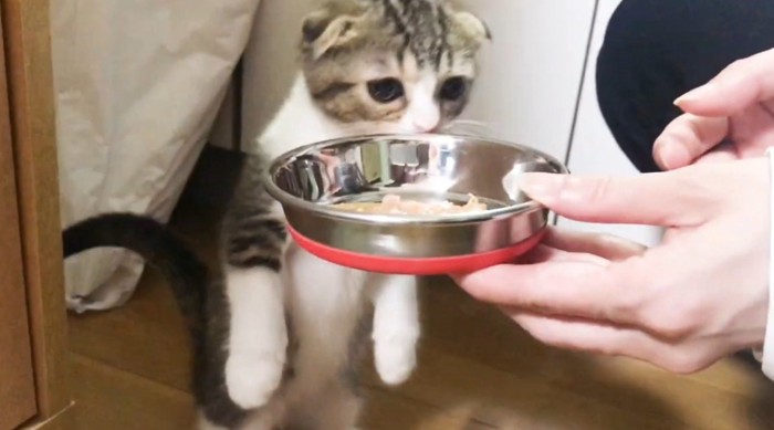 においを嗅ぐ猫