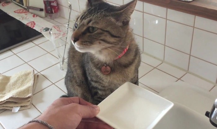 キジトラ猫が水を飲み終わり顔を上げたところ