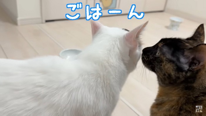 ご飯を食べるスペースをうろうろ
