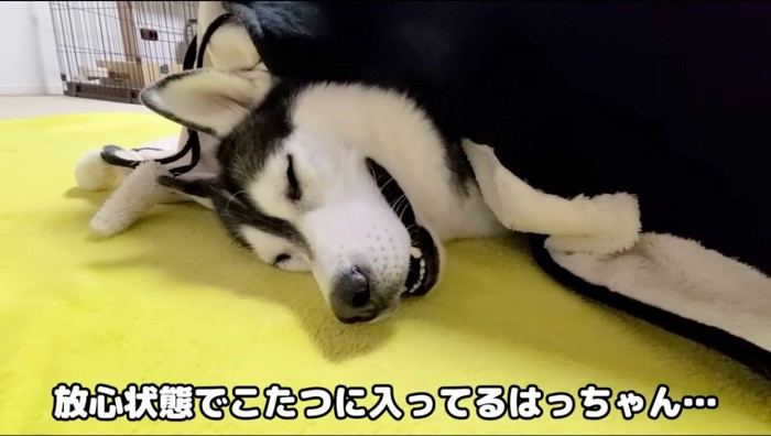 こたつの布団から顔を出して目を閉じているハスキー犬