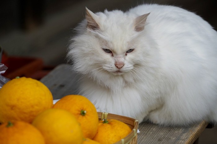 みかんと猫