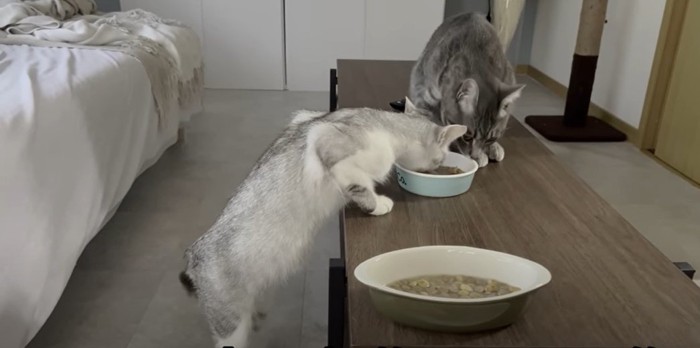 ごはんを食べる猫