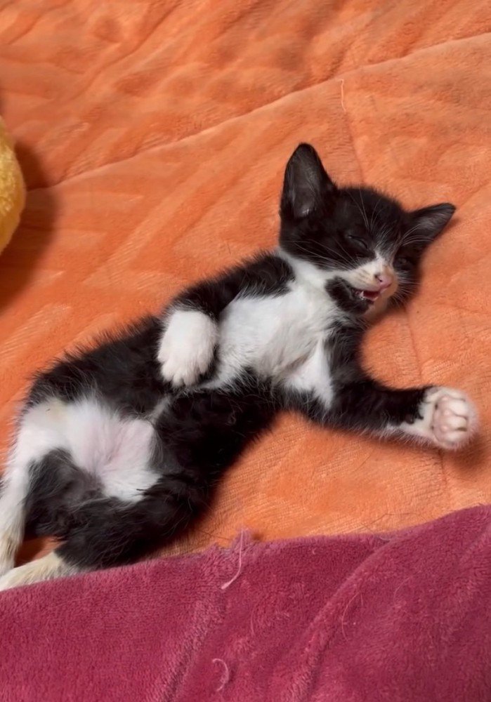 寝言を言うあいかなちゃん