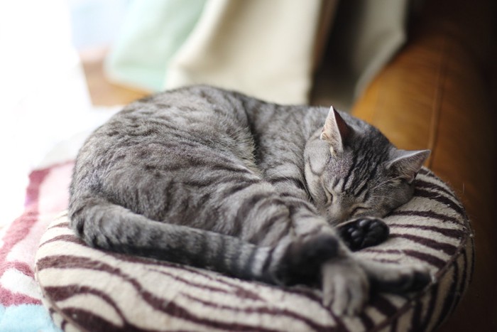 丸くなって寝る縞模様の猫