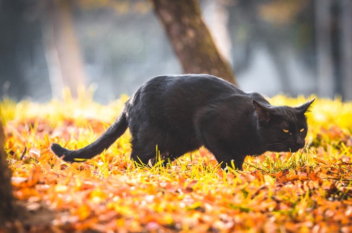 むせる黒猫