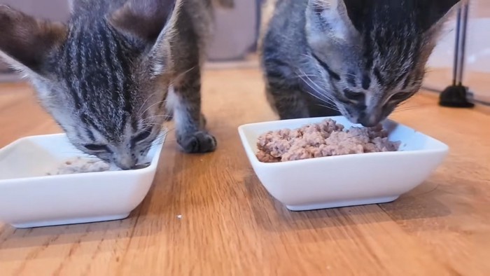 食事中の子猫たち