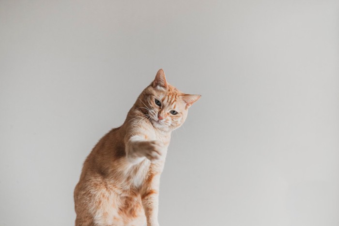 爪切りされる猫