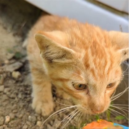 おやつに近づく子猫