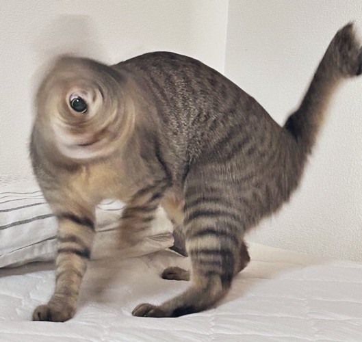 頭を振る猫