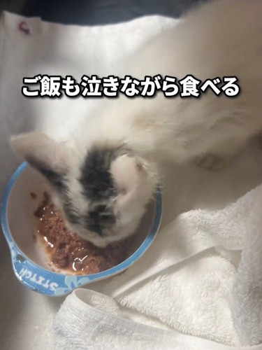 ごはんを食べる子猫