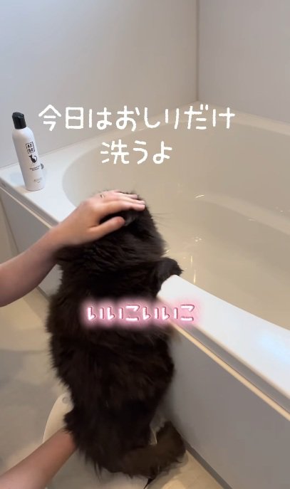 おふろでつかまり立ちをして洗われている黒猫