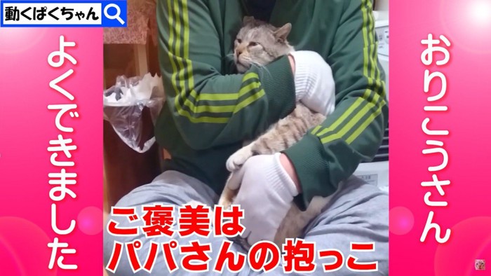 抱っこされる猫