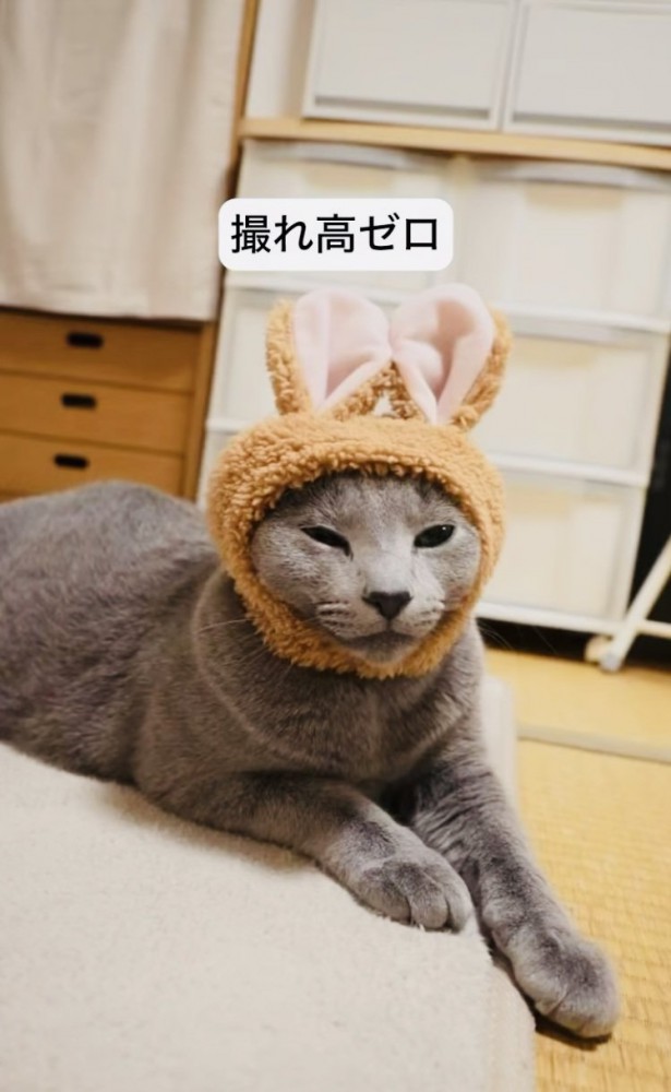 うさぎの被り物を被ってカーペットに座るロシアンブルー